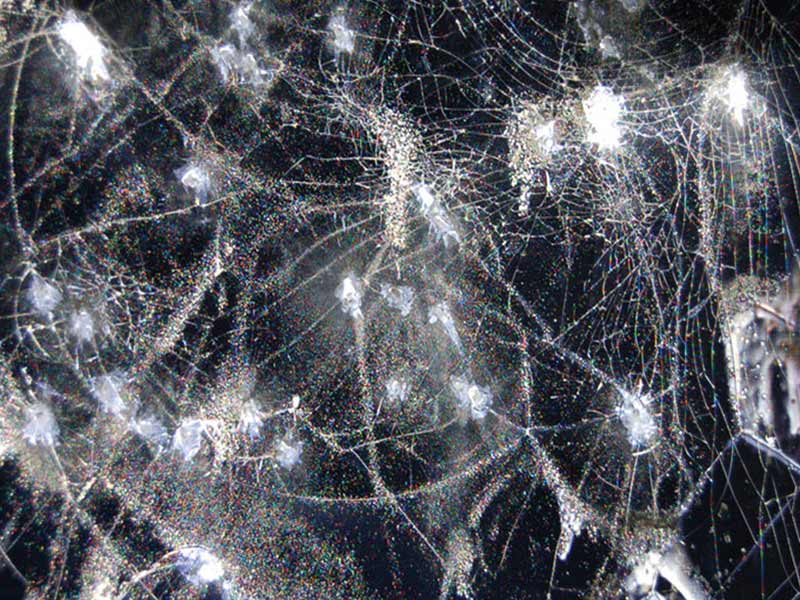 Albion–Hypnagogue-Ghost